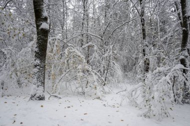 Bulgaristan 'ın Sofya kentindeki South Park' ın İnanılmaz Kış Panoraması