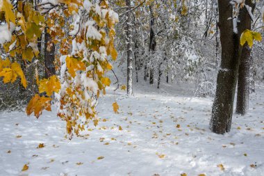Bulgaristan 'ın Sofya kentindeki South Park' ın İnanılmaz Kış Panoraması