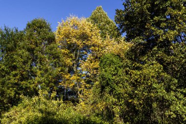 Bulgaristan 'ın Sofya kentindeki South Park' ın şaşırtıcı sonbahar manzarası