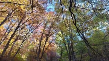 Bulgaristan 'ın Vitosha Dağı' nın şaşırtıcı sonbahar manzarası