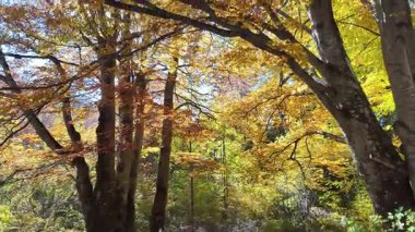 Bulgaristan 'ın Vitosha Dağı' nın şaşırtıcı sonbahar manzarası