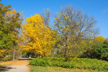 Bulgaristan 'ın Sofya kentindeki South Park' ın Muhteşem Sonbahar Manzarası