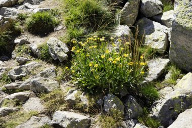 Bulgaristan 'ın Musala tepesi çevresindeki Rila Dağı' nın İnanılmaz Yaz Manzarası