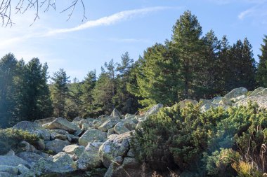 Bulgaristan 'ın Vitosha Dağı' nın şaşırtıcı sonbahar manzarası