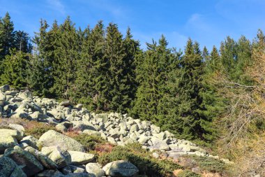 Bulgaristan 'ın Vitosha Dağı' nın şaşırtıcı sonbahar manzarası