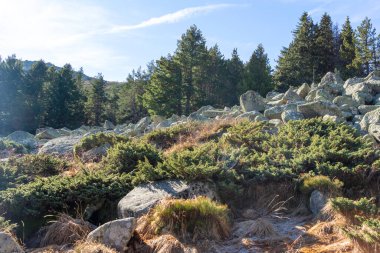 Bulgaristan 'ın Vitosha Dağı' nın şaşırtıcı sonbahar manzarası