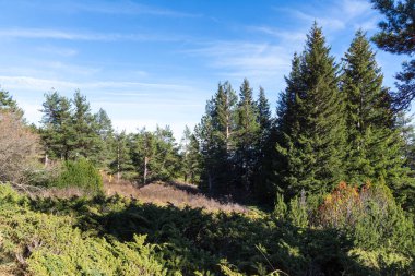 Bulgaristan 'ın Vitosha Dağı' nın şaşırtıcı sonbahar manzarası