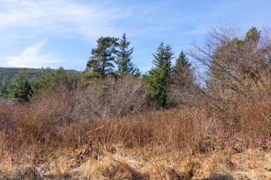 Bulgaristan 'ın Vitosha Dağı' nın şaşırtıcı sonbahar manzarası