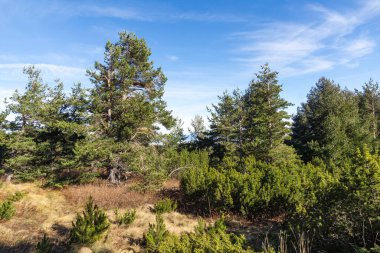 Bulgaristan 'ın Vitosha Dağı' nın şaşırtıcı sonbahar manzarası