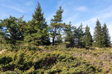 Bulgaristan 'ın Vitosha Dağı' nın şaşırtıcı sonbahar manzarası