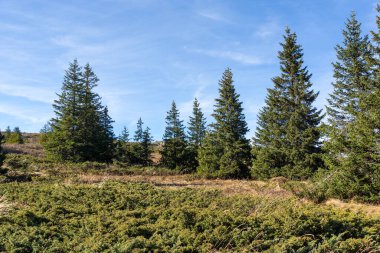 Bulgaristan 'ın Vitosha Dağı' nın şaşırtıcı sonbahar manzarası