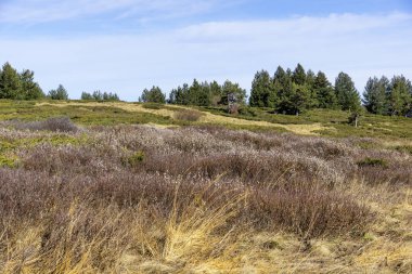 Bulgaristan 'ın Vitosha Dağı' nın şaşırtıcı sonbahar manzarası