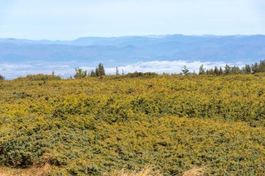 Bulgaristan 'ın Vitosha Dağı' nın şaşırtıcı sonbahar manzarası