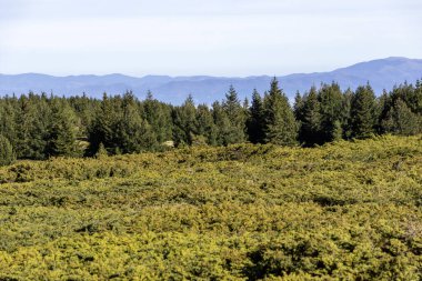 Bulgaristan 'ın Vitosha Dağı' nın şaşırtıcı sonbahar manzarası
