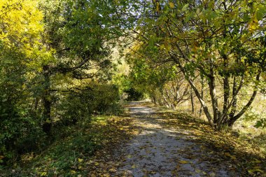 Pancharevo Gölü çevresindeki sonbahar manzarası, Sofya şehir bölgesi, Bulgaristan