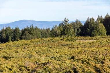 Bulgaristan 'ın Platoto bölgesindeki Vitosha Dağı' nın şaşırtıcı sonbahar manzarası