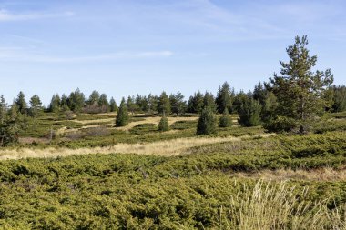 Bulgaristan 'ın Platoto bölgesindeki Vitosha Dağı' nın şaşırtıcı sonbahar manzarası
