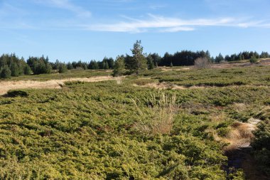 Bulgaristan 'ın Platoto bölgesindeki Vitosha Dağı' nın şaşırtıcı sonbahar manzarası