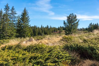 Bulgaristan 'ın Platoto bölgesindeki Vitosha Dağı' nın şaşırtıcı sonbahar manzarası
