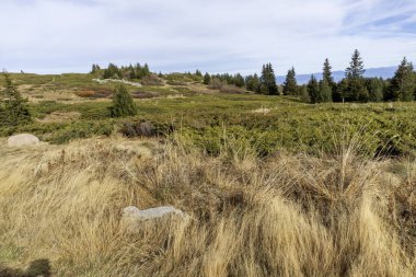 Bulgaristan 'ın Platoto bölgesindeki Vitosha Dağı' nın şaşırtıcı sonbahar manzarası