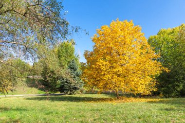 Bulgaristan 'ın Sofya kentindeki South Park' ın Muhteşem Sonbahar Manzarası