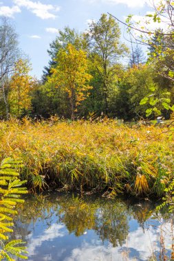 Bulgaristan 'ın Sofya kentindeki South Park' ın Muhteşem Sonbahar Manzarası