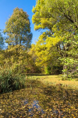 Bulgaristan 'ın Sofya kentindeki South Park' ın Muhteşem Sonbahar Manzarası