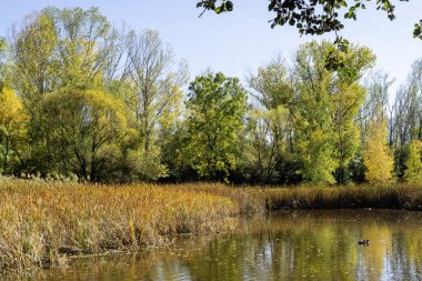 Bulgaristan 'ın Sofya kentindeki South Park' ın Muhteşem Sonbahar Manzarası