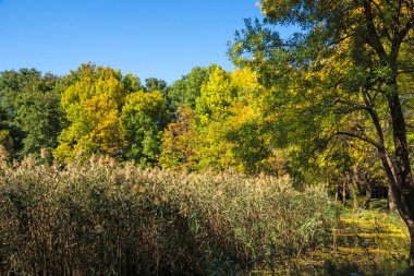 Bulgaristan 'ın Sofya kentindeki South Park' ın Muhteşem Sonbahar Manzarası