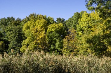 Bulgaristan 'ın Sofya kentindeki South Park' ın Muhteşem Sonbahar Manzarası