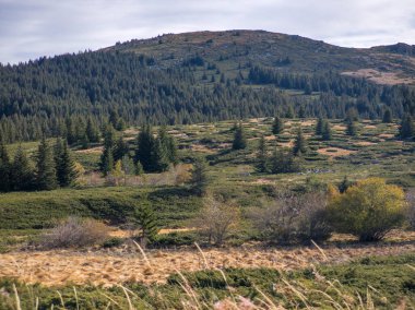 Bulgaristan 'ın Sofya Şehir Bölgesi Vitosha Dağı' ndaki Konyarnika bölgesinin sonbahar manzarası