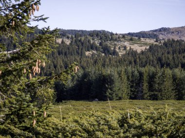 Bulgaristan 'ın Sofya Şehir Bölgesi Vitosha Dağı' ndaki Konyarnika bölgesinin sonbahar manzarası