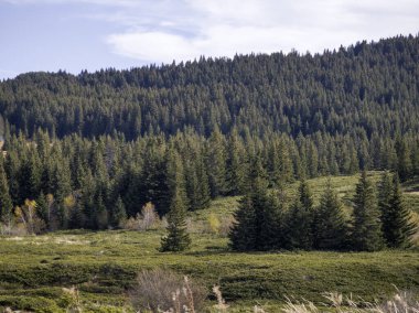 Bulgaristan 'ın Sofya Şehir Bölgesi Vitosha Dağı' ndaki Konyarnika bölgesinin sonbahar manzarası