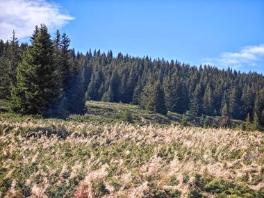 Bulgaristan 'ın Sofya Şehir Bölgesi Vitosha Dağı' ndaki Konyarnika bölgesinin sonbahar manzarası