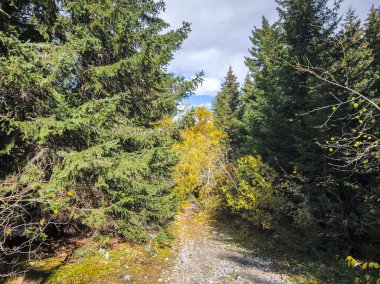 Bulgaristan 'ın Sofya Şehir Bölgesi Vitosha Dağı' ndaki Konyarnika bölgesinin sonbahar manzarası