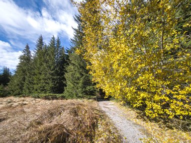 Bulgaristan 'ın Sofya Şehir Bölgesi Vitosha Dağı' ndaki Konyarnika bölgesinin sonbahar manzarası