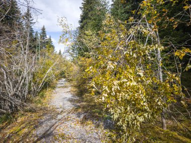 Bulgaristan 'ın Sofya Şehir Bölgesi Vitosha Dağı' ndaki Konyarnika bölgesinin sonbahar manzarası