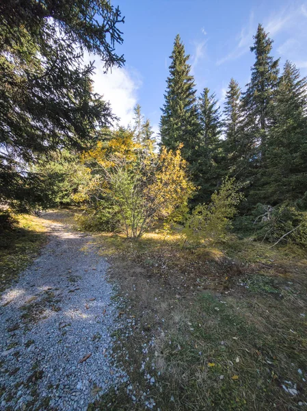 Bulgaristan 'ın Sofya Şehir Bölgesi Vitosha Dağı' ndaki Konyarnika bölgesinin sonbahar manzarası