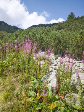 Bulgaristan 'ın Granchar Gölü yakınlarındaki Rila Dağı' nın İnanılmaz Yaz Manzarası