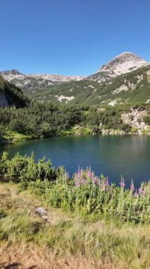 Bulgaristan 'ın Banderitsa bölgesindeki Pirin Dağı' nın şaşırtıcı yaz manzarası