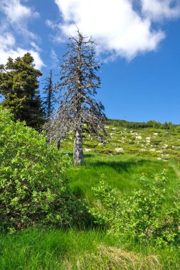 Bulgaristan 'ın Vitosha Dağı' nın İnanılmaz Bahar Manzarası