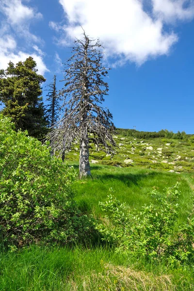 Bulgaristan 'ın Vitosha Dağı' nın İnanılmaz Bahar Manzarası