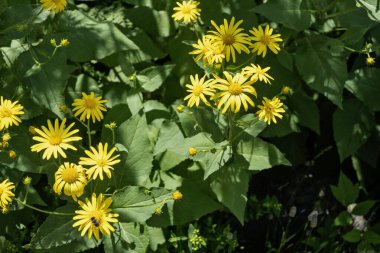 Bulgaristan 'ın Banderitsa Bölgesi yakınlarındaki Pirin Dağı' nın Şaşırtıcı Manzarası