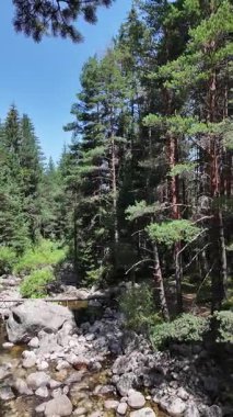 Beli Iskar Nehri yakınlarındaki Rila Dağı, Sofya Bölgesi, Bulgaristan