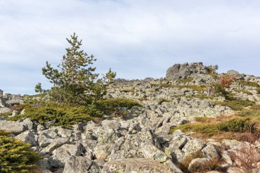 Bulgaristan 'ın Kamen Del zirvesi yakınlarındaki Vitosha Dağı' nın şaşırtıcı sonbahar manzarası