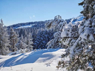 Bulgaristan 'ın Sofya Şehir Bölgesi, Vitosha Dağı' nın İnanılmaz Kış manzarası