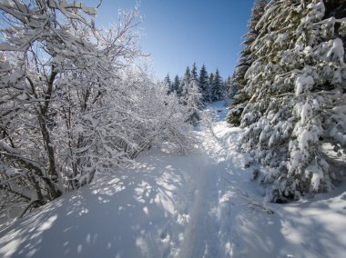 Bulgaristan 'ın Sofya Şehir Bölgesi, Vitosha Dağı' nın İnanılmaz Kış manzarası