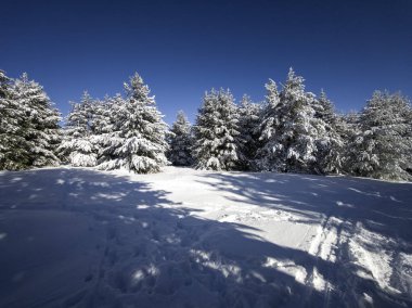 Bulgaristan 'ın Sofya Şehir Bölgesi, Vitosha Dağı' nın İnanılmaz Kış manzarası
