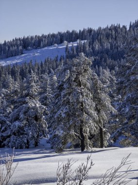 Bulgaristan 'ın Sofya Şehir Bölgesi, Vitosha Dağı' nın İnanılmaz Kış manzarası