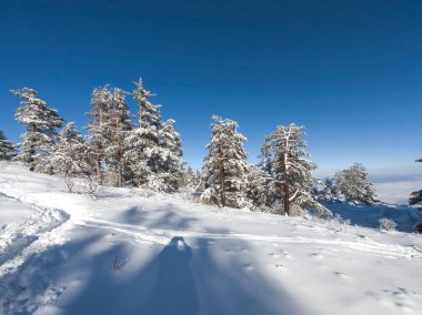 Bulgaristan 'ın Sofya Şehir Bölgesi, Vitosha Dağı' nın İnanılmaz Kış manzarası